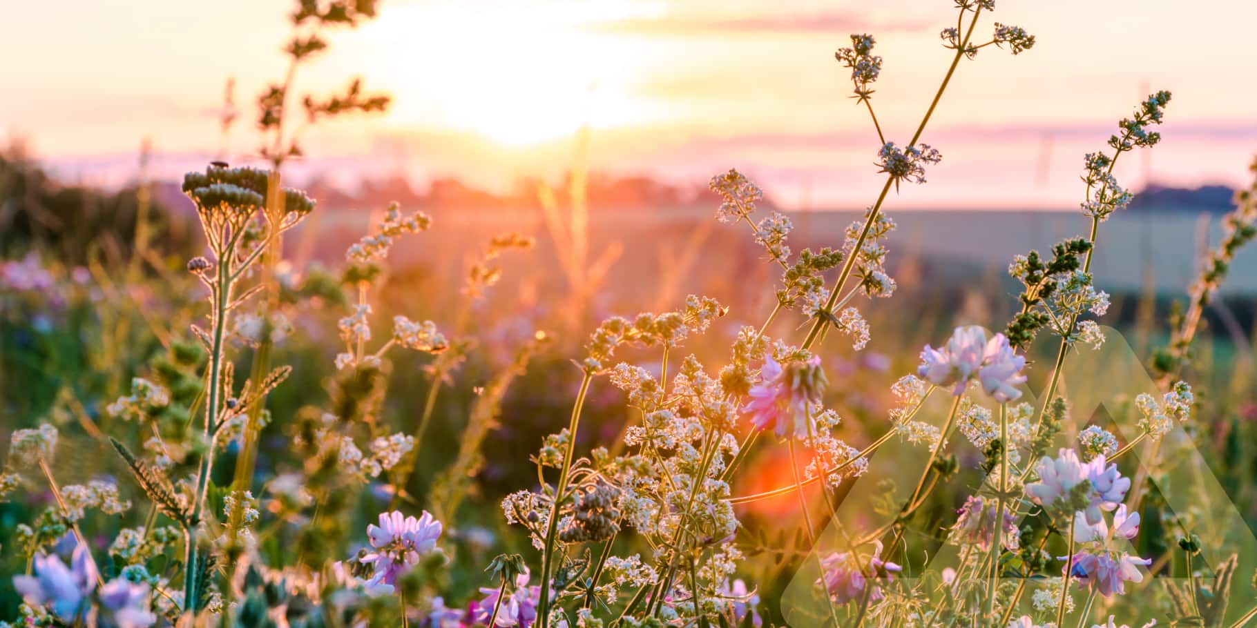 An up close shot of fields of flowers.